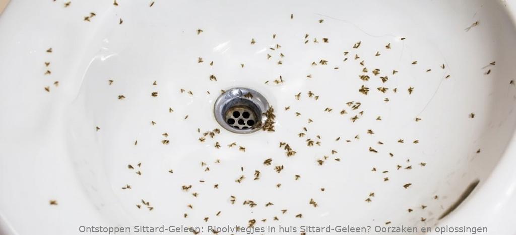 Rioolvliegjes in huis Sittard-Geleen? Oorzaken en oplossingen
